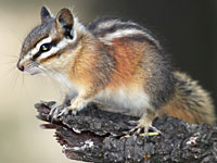 9031_least_chipmunk_kohl