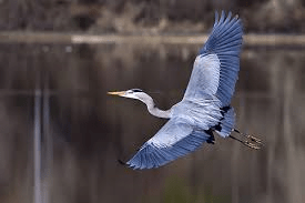 blue heron